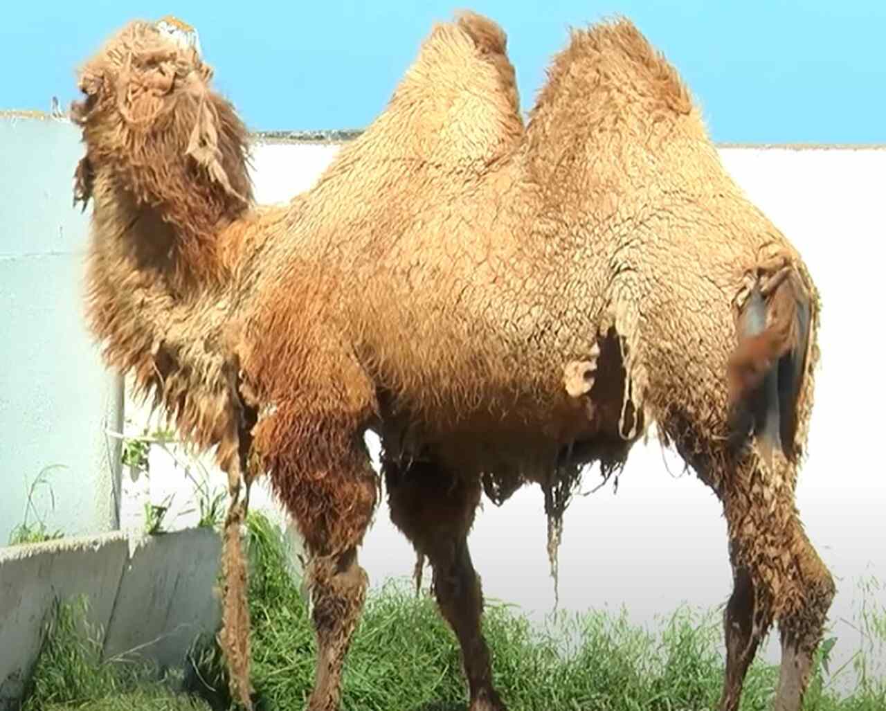 Os camelos podem viver até 50 anos, o que é incrível para um animal de grande porte. Eles atingem a capacidade reprodutiva por volta dos cinco anos de idade.