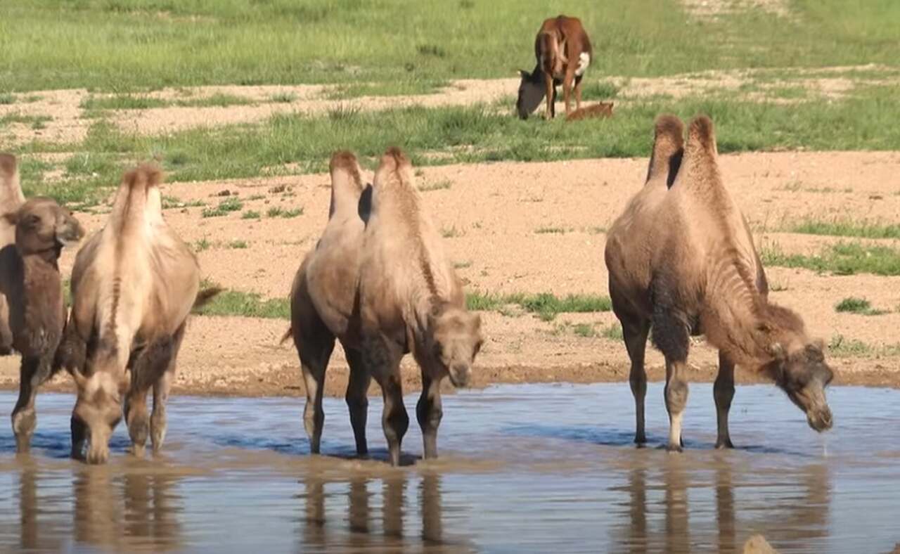 Isso quando têm acesso à água fresca, o que os fazem sobreviver por até oito dias sem beber, dependendo das condições. Sua capacidade de conservar água e tolerar altas temperaturas internas é uma adaptação única aos desertos escaldantes.