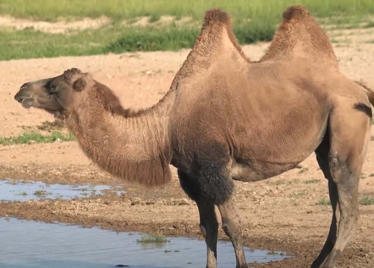Você já parou para pensar porque os camelos têm duas corcovas? Ou o motivo de seus cílios serem tão longos? E você sabia que eles desempenham papéis vitais nas culturas e economias de várias regiões?