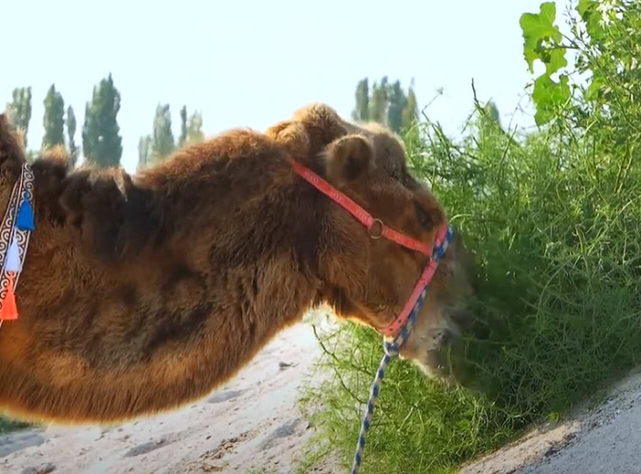 Embora sejam principalmente herbívoros, em situações extremas de escassez de alimentos, camelos podem comer até animais pequenos, como peixes e, curiosamente, até mesmo roupas e calçados.