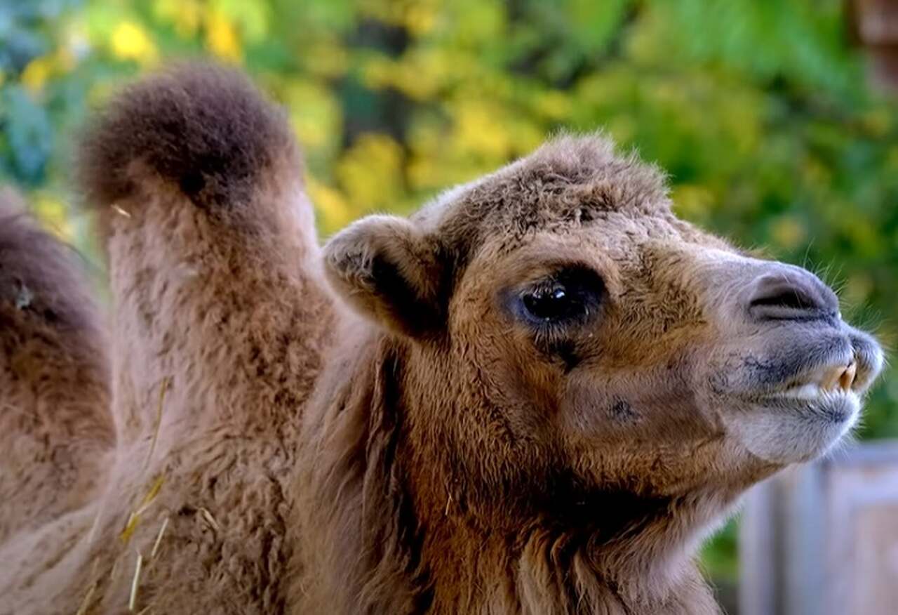 Adaptados ao ambiente de deserto, onde costumam ocorrer tempestades de areia, os camelos possuem longos cílios que protegem seus olhos da exatamente da areia e da poeira.