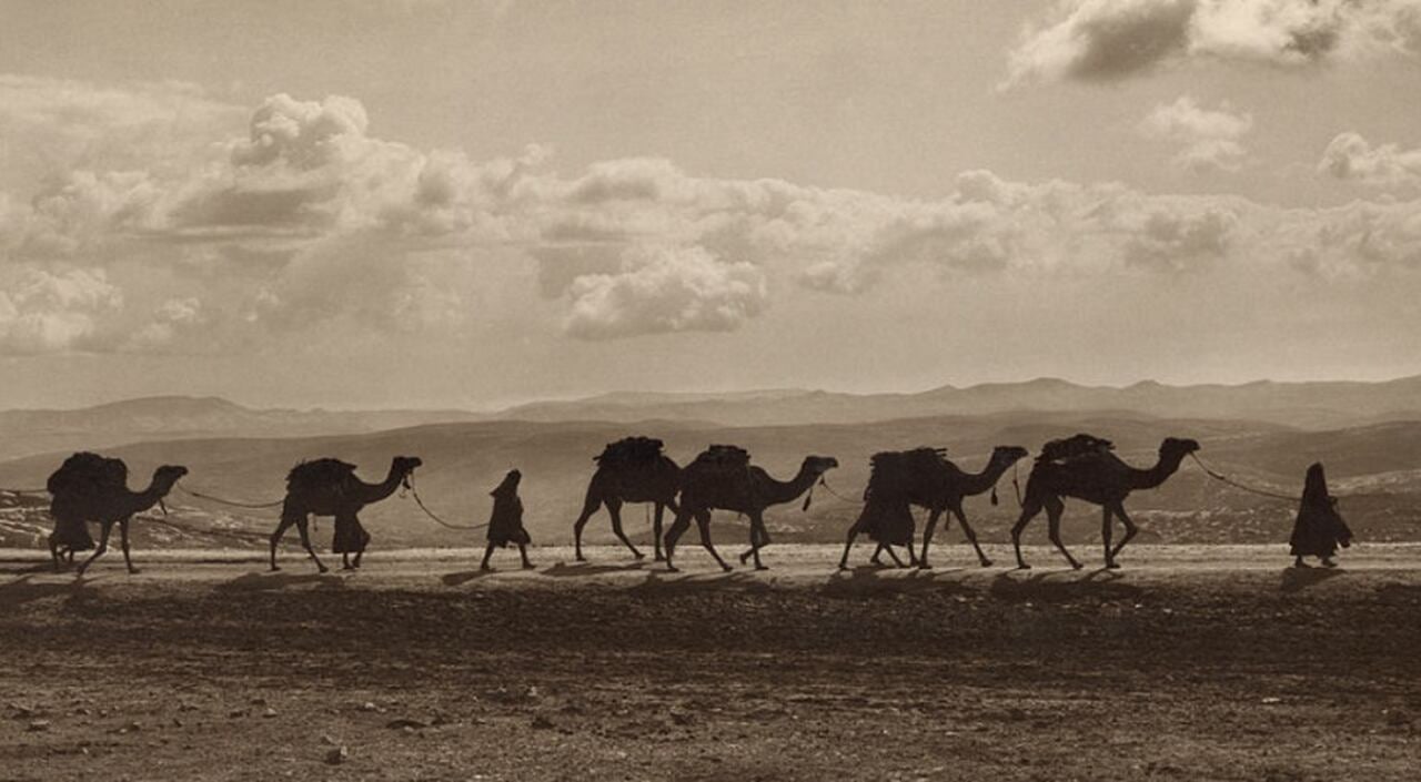 Os camelos são essenciais para as comunidades que vivem em desertos. Antes da descoberta do petróleo, eles eram fundamentais para a sobrevivência, transportando pessoas e mercadorias através de vastas distâncias, além de fornecerem carne e leite.