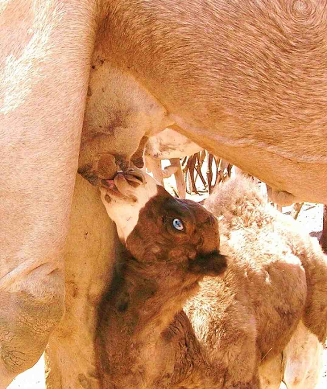 As fêmeas têm um período de gestação que pode variar entre 360 e 440 dias, geralmente dando à luz um filhote. O filhote permanece com a mãe até os dois anos de idade e é desmamado entre o primeiro e o segundo ano, preparando-se para se tornar independente.
