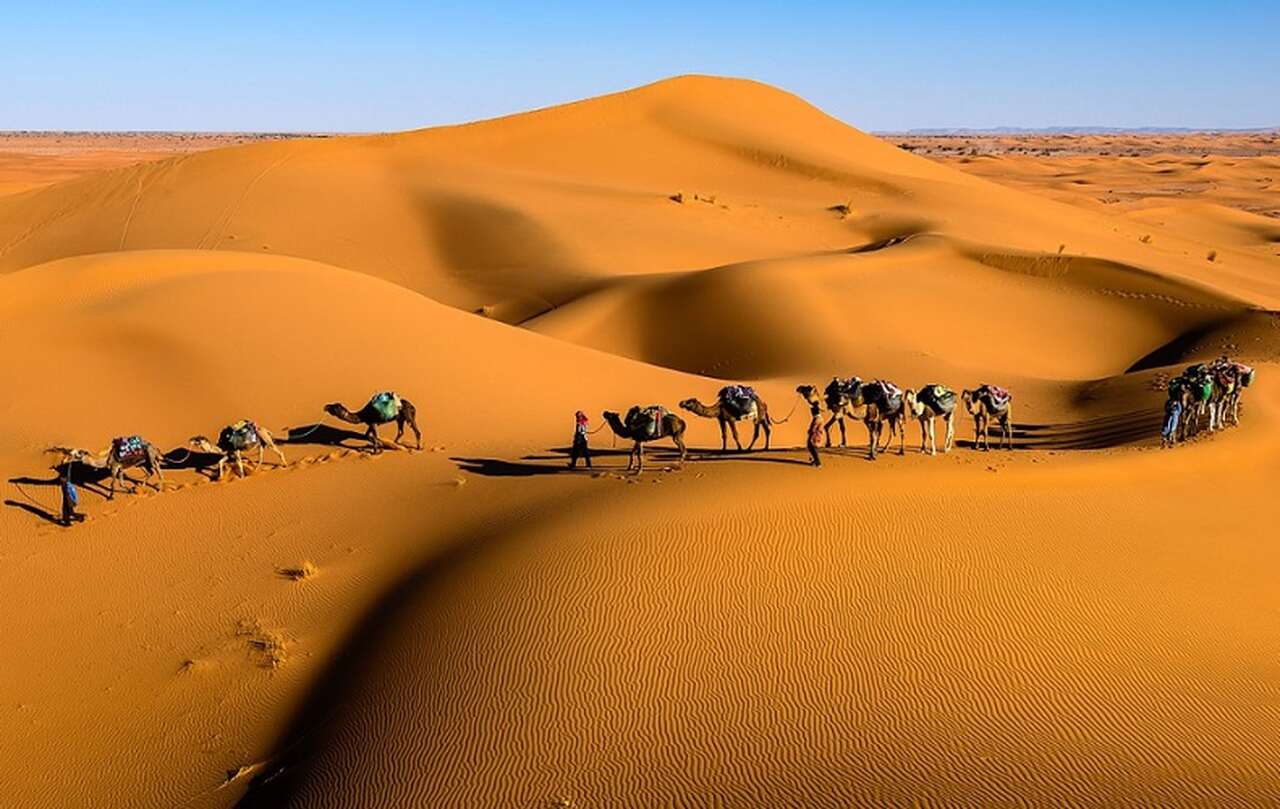 Os camelos são conhecidos por sua impressionante habilidade de viver por longos períodos sem água. Eles podem beber até 120 litros de água em apenas 10 minutos.