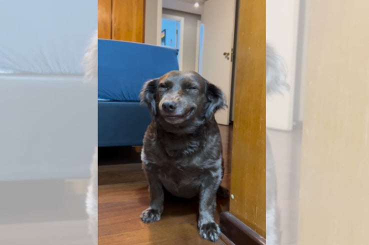 Você teria coragem de chamar atenção dela depois desse sorrisos?, questionou Jessica. Estudiosos dizem que os cães não sorriem e que as mandíbulas relaxadas, mostrando os dentes, podem ser um sinal de tranquilidade do animal. Mas, no caso da Antonella, que parece, parece. 