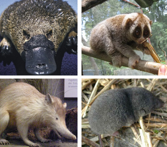 Uma das curiosidades do mundo animal é o veneno de espécies de mamíferos. Existem apenas quatro na natureza: o musaranho, o lóris-lento, o almiqui e o ornitorrinco. Animais curiosos. Saiba mais sobre cada um deles 