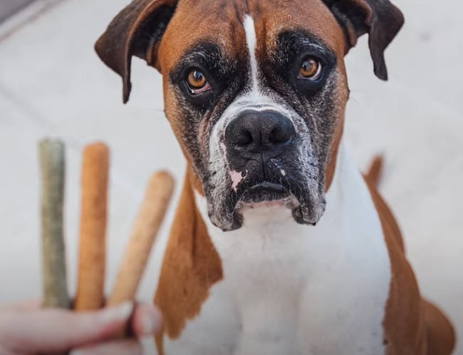 Boxer - Cão de origem alemã, chega a 63 cm de altura. Mas o porte grande não o impede de ser sociável e meigo. Muito fiel ao tutor, funciona bem como cão de guarda. É inteligente e gosta de exercícios e caminhadas. 