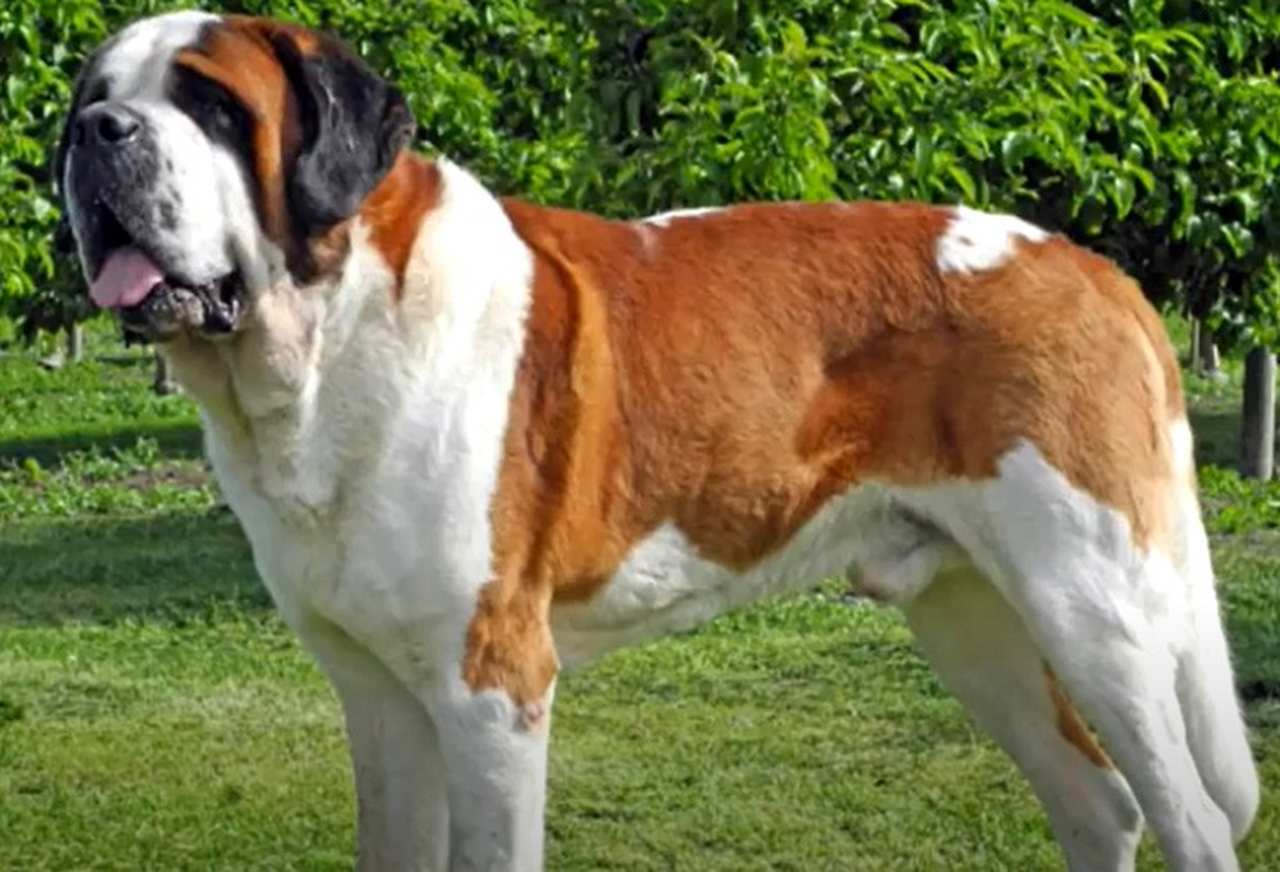 São-Bernardo - Originário da Suíça e da Itália, esse cão tornou-se famoso por fazer resgates na neve nos Alpes no século 18. Chega a medir 90 cm de altura e a pesar 90 kg, mas é dócil e afetuoso. Inspirou o filme Beethoven (1992). 