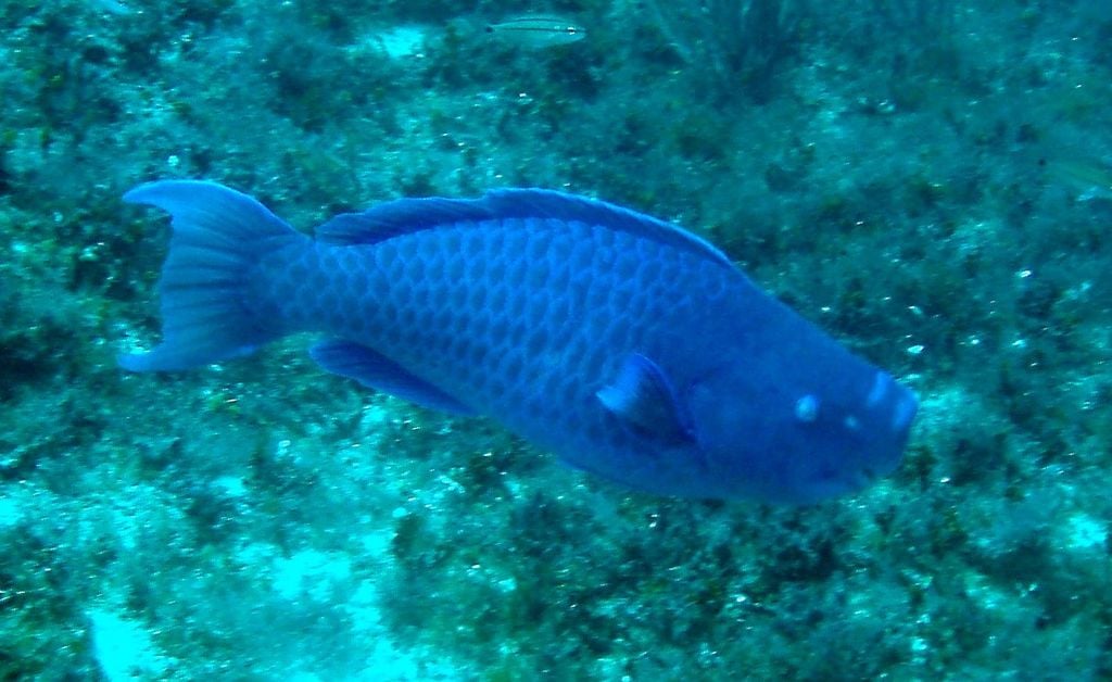 O peixe-papagaio-azul (Scarus coeruleus), nativo do Oceano Atlântico ocidental, é encontrado principalmente nos recifes de coral do Caribe. Conhecido por sua intensa coloração azul e por sua habilidade de triturar corais com dentes fundidos em forma de bico, o peixe desempenha um papel importante na manutenção dos recifes, transformando corais mortos em areia