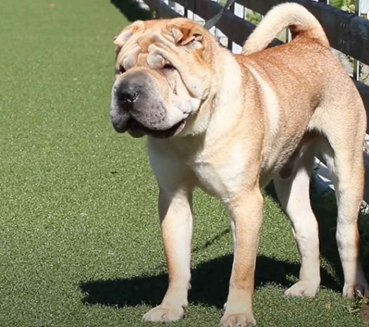 Shar-pei - Originário da China, é conhecido por ter muitas rugas e dobras na pele.  Ele é silencioso e funciona bem para a vigilância da casa, já que é desconfiado e reservado. Afetuoso com os tutores. 