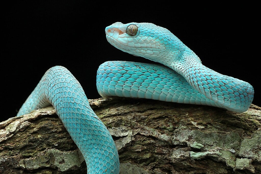 cobra serpente azul Ular_viper_Blue_Insularis  (Trimeresurus insularis)
Encontrada em ilhas da Indonésia, como Komodo e Flores. Possui um tom azul vibrante e é venenosa.