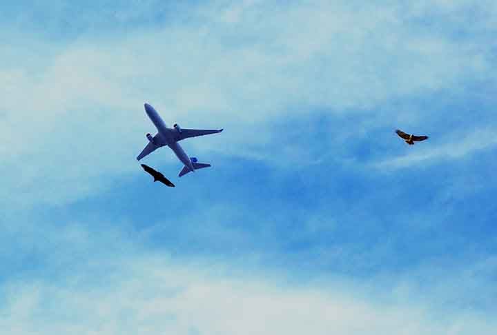 Como exemplo, teve o Milagre no Hudson em 2009, quando o Voo US Airways 1549 colidiu com gansos-canadenses, resultando em um pouso de emergência bem-sucedido no rio Hudson, salvando as 155 pessoas a bordo. 