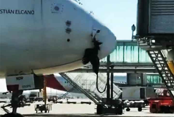 Apesar do impacto, os cinco passageiros a bordo saíram ilesos, em uma colisão que aconteceu quando o monomotor se preparava para pousar em Eirunepé. De forma inusitada, o animal aparecia preso à estrutura de vidro em vídeos do interior do avião. 