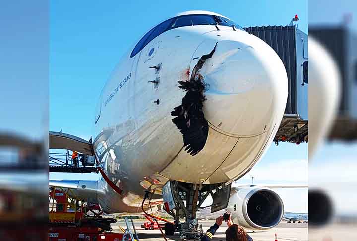 Durante um voo com destino a Eirunepé, no interior do Amazonas, um incidente inusitado e perigoso chamou a atenção. Afinal, um urubu colidiu com um avião monomotor, resultando em danos ao para-brisa da aeronave.