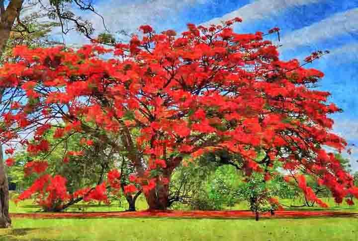 No Brasil, desponta pelas flores de cores vibrantes que contrastam com as folhas verdes. Há três variações: amarela, vermelha e roxa. Conhecida como árvore-do-fogo, atrai pássaros e borboletas. Seus frutos são vagens com sementes.