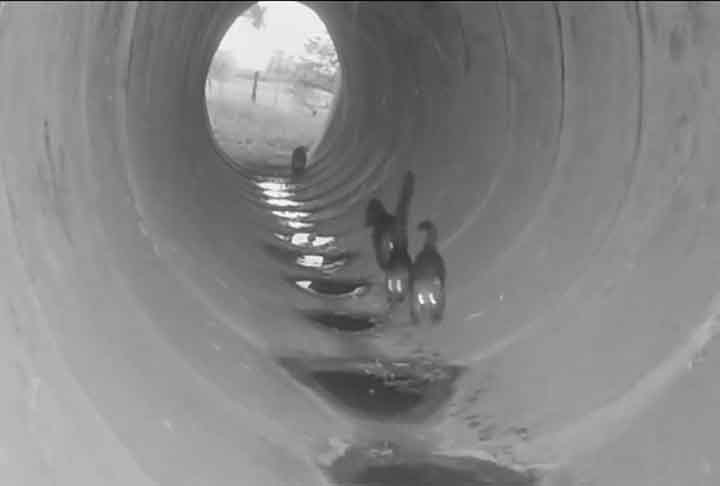 As passagens de fauna ajudam na proteção, inclusive, de animais que são dispersores de sementes e frutos como, por exemplo, os quatis (foto),  essenciais para a conservação da floresta. 