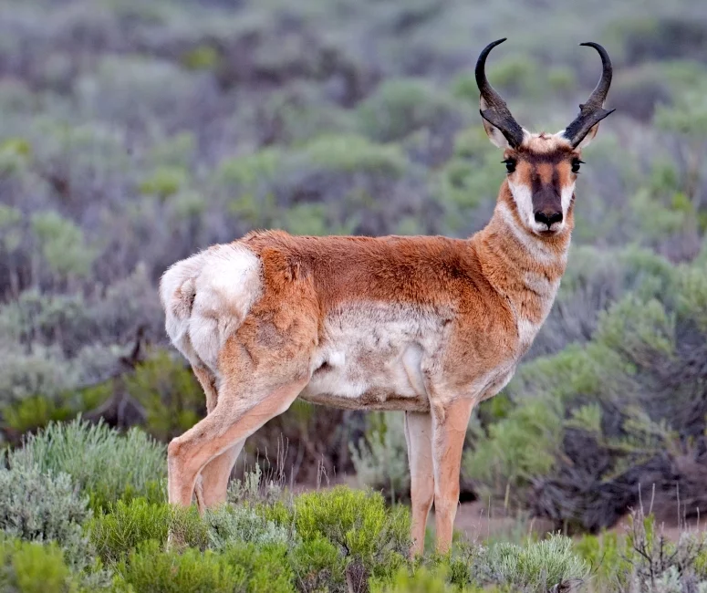 Antilocapra- Esse quadrúpede atinge 98 km/h, para fugir do extinto guepardo-americano, seu principal algoz. O macho chega a pesar 60 kg e o animal é considerado herbívoro.