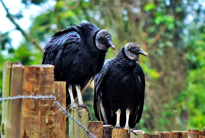 Os abutres são animais muito semelhantes fisicamente com os urubus e ambos se destacam por se alimentarem de animais mortos. Entretanto, os abutres pertencem a outra família de aves, a Accipitridae, mais próximas de águias e gaviões. 