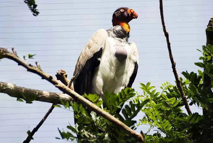 Os abutres possuem bico afiado para rasgar a carne, enquanto os urubus têm bicos mais curtos e arredondados.