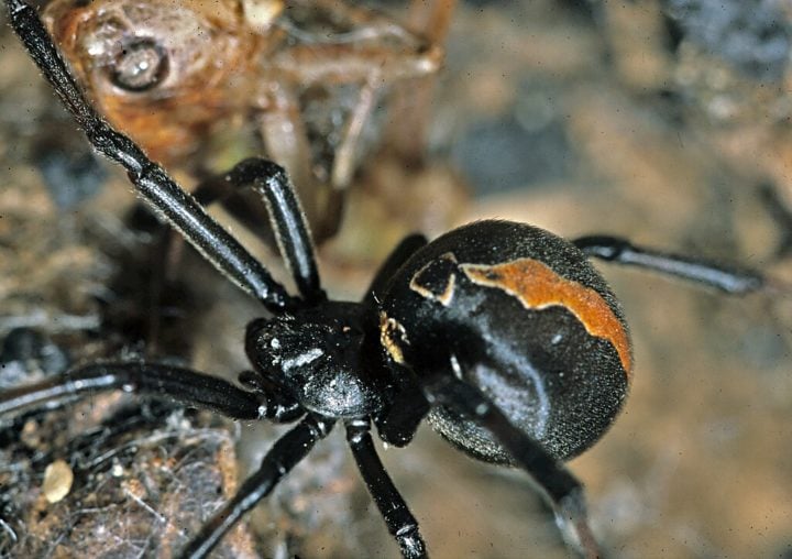 Aranha-de-costas-vermelhas (Latrodectus hasselti): Encontrada na Austrália, essa aranha tem um comportamento parecido com o da viúva-negra — elas também se alimentam dos machos após a cópula.