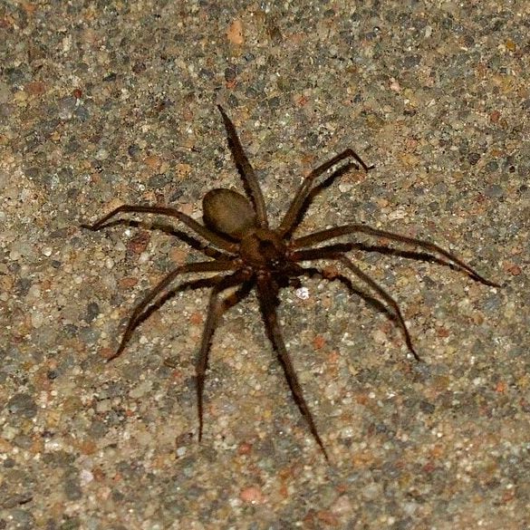 A picada aconteceu no dia 13/07/24, mas a notícia só foi divulgada em 17 de agosto  pela agência de notícias italiana ANSA. E o FLIPAR divulgou na ocasião. Relembre o caso.