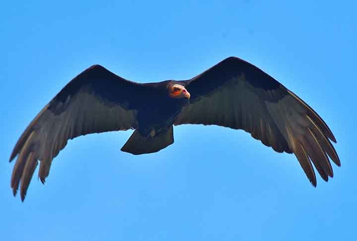 Embora tenham comportamentos semelhantes ao dos abutres, esses animais fazem parte de famílias de aves distintas.