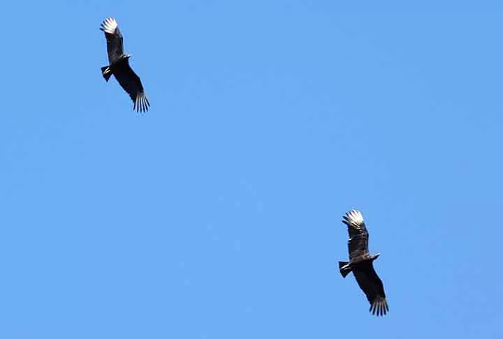 O urubu é uma ave acipitriforme da família dos catartídeos (Cathartidae). Elas são habitantes de zonas tropicais e semitropicais, desde o México à Argentina. Além disso, estão presentes em todo território brasileiro, sendo um animal comum e bem conhecido no país.