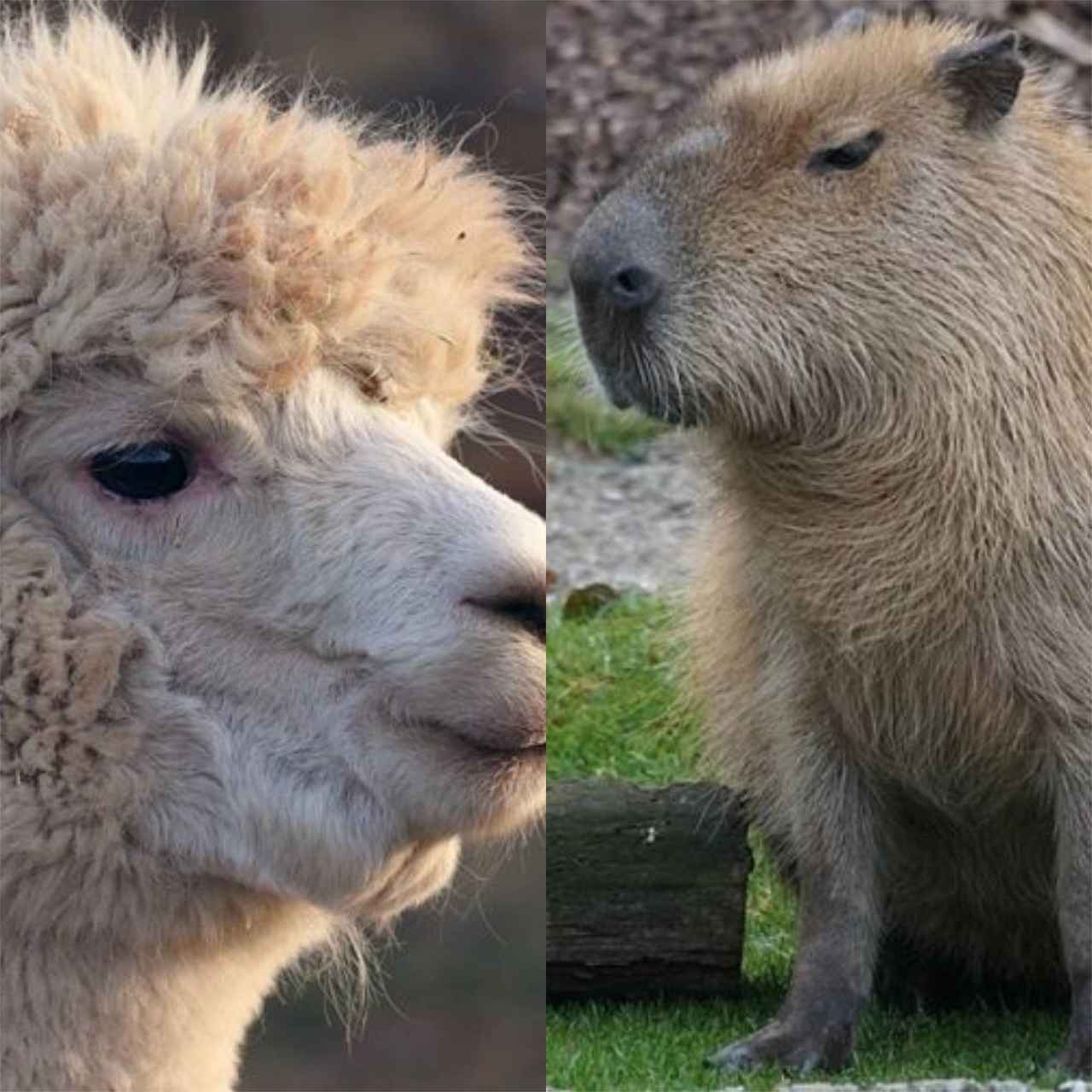 Muitos animais não conseguem viver bem com os humanos, porém algumas espécies não só têm mais facilidade como conseguem criar interação e até mesmo laços com as pessoas. Veja alguns exemplos: