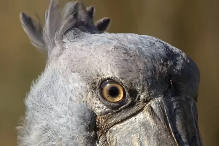 Atualmente, elas são classificadas como Ameaçadas de Extinção pela União Internacional para Conservação da Natureza (IUCN).