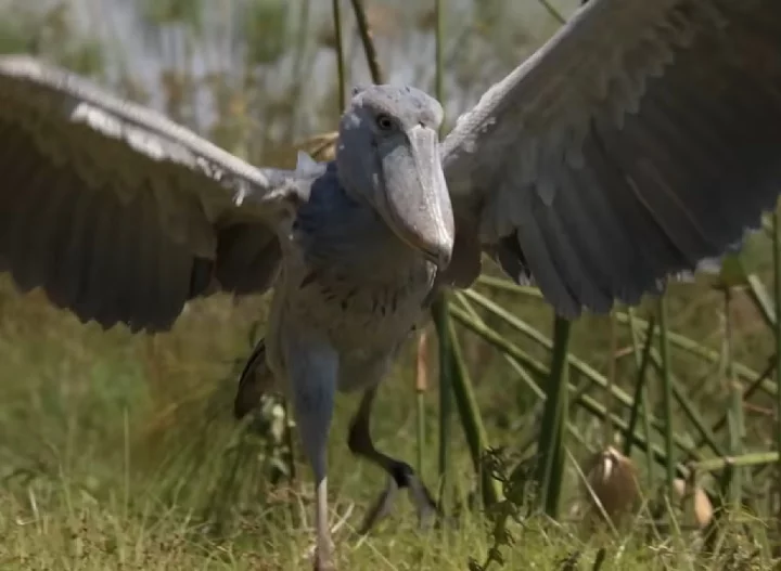 Especialistas ressaltam que é importante proteger essas aves magníficas e seus habitats para garantir sua sobrevivência para as gerações futuras.