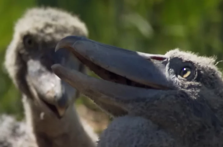 O primeiro a nascer geralmente luta contra os mais novos por comida e pode até matá-los para garantir que seja o único a ganhar comida.