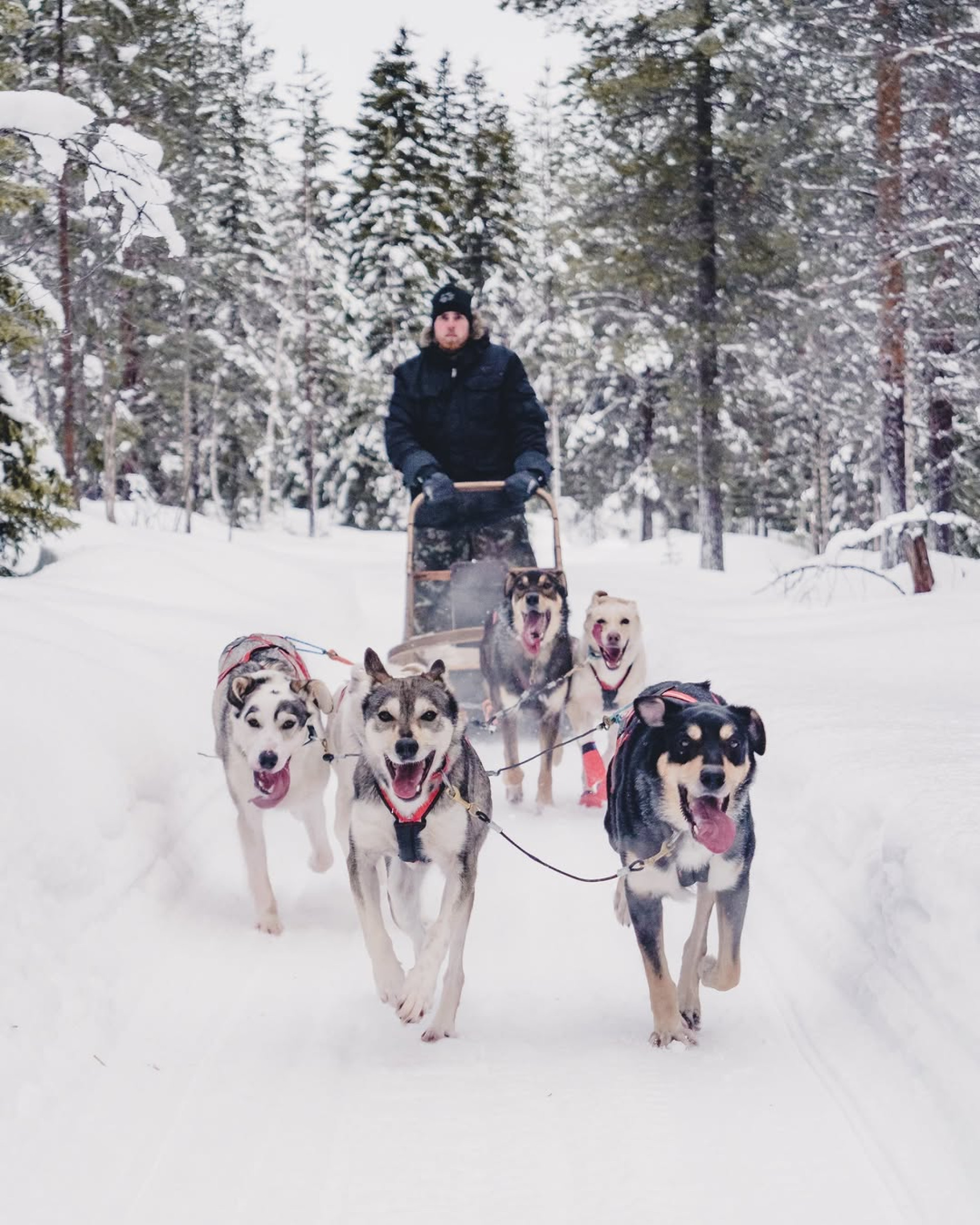 Lar do Papai Noel? Conheça a Lapônia, região onde o Natal é celebrado o ano todo
