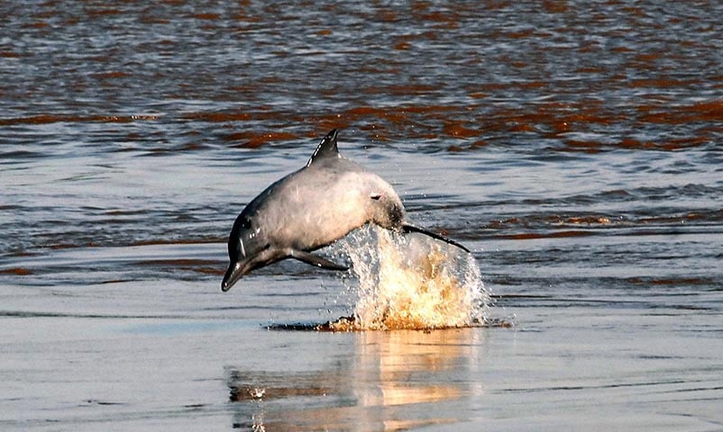 De acordo com o portal “O São Gonçalo”, apesar de sugerir ser um tubarão, é provável que se trate de um boto (foto). O tubarão tem movimentos mais lateralizados. A [barbatana] caudal dele é em pé. Então, nessa hora que ele expõe a dorsal, era para a gente ver também a ponta da caudal ou, pelo menos, um redemoinho na água causado por ela, e a gente não vê isso. A cauda do boto e do golfinho é horizontal e costuma não ser exposta na hora que ele mostra o dorso, explicou o biólogo marinho Rodrigo