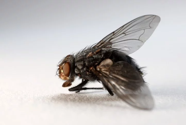 Tem uma mosca na minha comida. Essa clássica frase sobre um dos insetos mais comuns que existem pode representar muito mais do que parece.