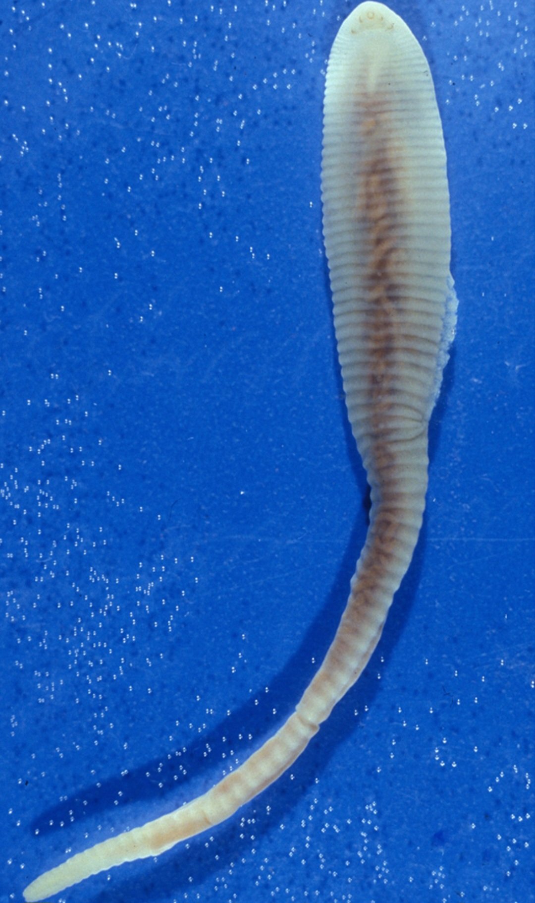 As infecções por verme de língua são comumente vistas em países da África e da Ásia. E existem relatos sobre cães importados para países do norte da Europa,