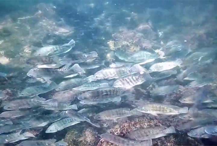 Jean Vitule: “Tilápia não é galinha, não fica confinada de fato. Você não vê galinha em uma unidade de conservação vivendo solta no meio do mato. Mas a tilápia você vê em unidades de conservação, o que é um problema.