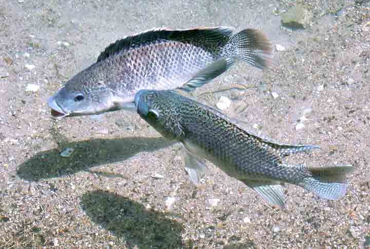 Um estudo publicado recentemente na revista científica Aquatic Ecology apontou que a tilápia está conseguindo se adaptar a ambientes salobros, água salgada. E isso preocupa.