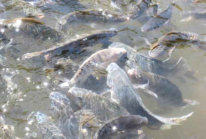 A costa brasileira está convivendo com uma invasão de tilápias. Essa espécie é um peixe nativo de água doce e muito comum em mares brasileiros.