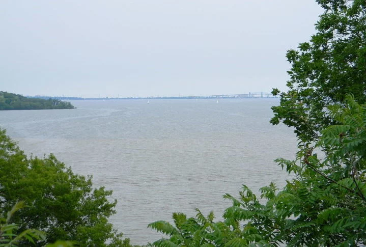A pesquisadora e seus colegas têm monitorado carpas douradas invasoras no Porto de Hamilton, localizado na ponta oeste do Lago Ontário, região próxima de Toronto. O Lago Ontário foi duramente afetado pelo crescimento industrial e urbano, além de ser impactado por espécies invasoras.