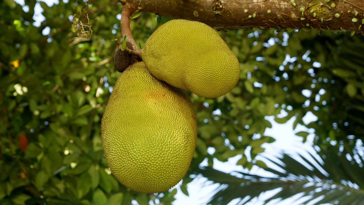 Assim como tantas outras plantas, a jaqueira (Artocarpus heterophyllus) chegou ao Brasil por mãos portuguesas. Originária da Índia, a jaca teve um papel importante no reflorestamento da Floresta da Tijuca em virtude da falta de água em determinada época