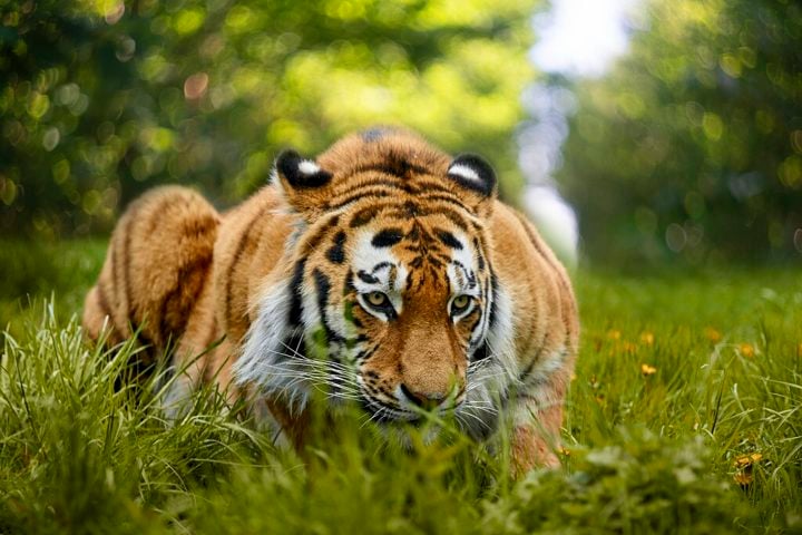 Caçadores solitários e territoriais, os tigres-siberianos são exímios caçadores de emboscada. Eles se alimentam principalmente de grandes herbívoros como cervos, alces e javalis, mas também caçam animais menores quando necessário.
