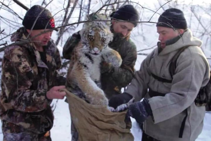 Criados com contato humano mínimo e treinados para caçar presas vivas, os tigres foram soltos em áreas diferentes com rastreadores GPS. Eles fazem parte do programa de reintrodução da espécie em Pri-Amur, na fronteira entre Rússia e China.