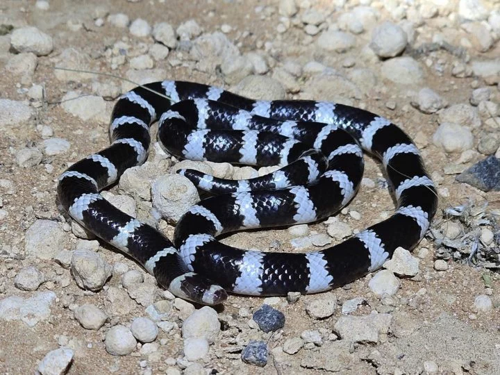 A serpente em questão era uma Bandy Bandy, espécie venenosa típica da Austrália que tem hábitos noturnos e mede até 76 cm.