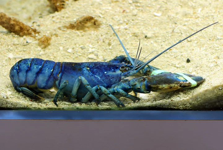 A lagosta azul (Homarus gammarus), uma raridade nas águas do Atlântico Norte, apresenta essa cor única devido a uma mutação genética. É famosa por seu valor simbólico e por ser considerada um presságio de boa sorte para pescadores.
