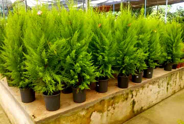 Letônia e Estônia, dois países bálticos, disputam entre si o feito de ter montado a primeira Árvore de Natal. Outros historiadores afirmam que existem registros de que a primeira foi montada na cidade francesa de Estrasburgo, em 1539 — na época, a região pertencia à Alemanha. 