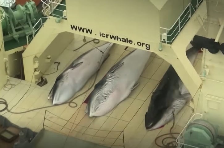 “Os novos planos de caça às baleias-fin são extremamente preocupantes. Elas são a segunda maior espécie do planeta. A caça causa imenso sofrimento devido ao tamanho desses animais, sem mencionar o tempo significativo entre o primeiro arpão e a morte, afirmou Nicola Beynon, chefe de campanhas da Humane Society International (HSI) na Austrália.