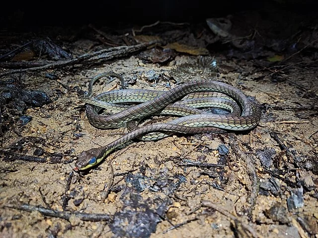 Dendrelaphis cyanochloris
Cobra-arbórea encontrada no Sudeste Asiático. Possui um tom azul metálico.