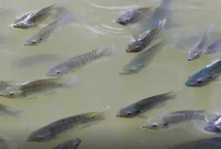 Não há confinamento adequado na maioria das aquiculturas e há tantos escapes que ela acaba chegando até o mar, deixando um rastro de impactos”, completou Vitule.