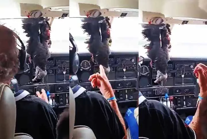 Bird strike é o nome dado na aviação para a colisão entre uma aeronave e aves, geralmente ocorrendo durante decolagens, pousos ou aproximações, quando os aviões estão em altitudes mais baixas. 