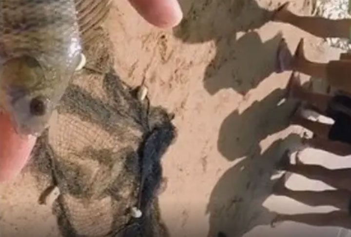 Jean Vitule: “Tilápia não é galinha, não fica confinada de fato. Você não vê galinha em uma unidade de conservação vivendo solta no meio do mato. Mas a tilápia você vê em unidades de conservação, o que é um problema.